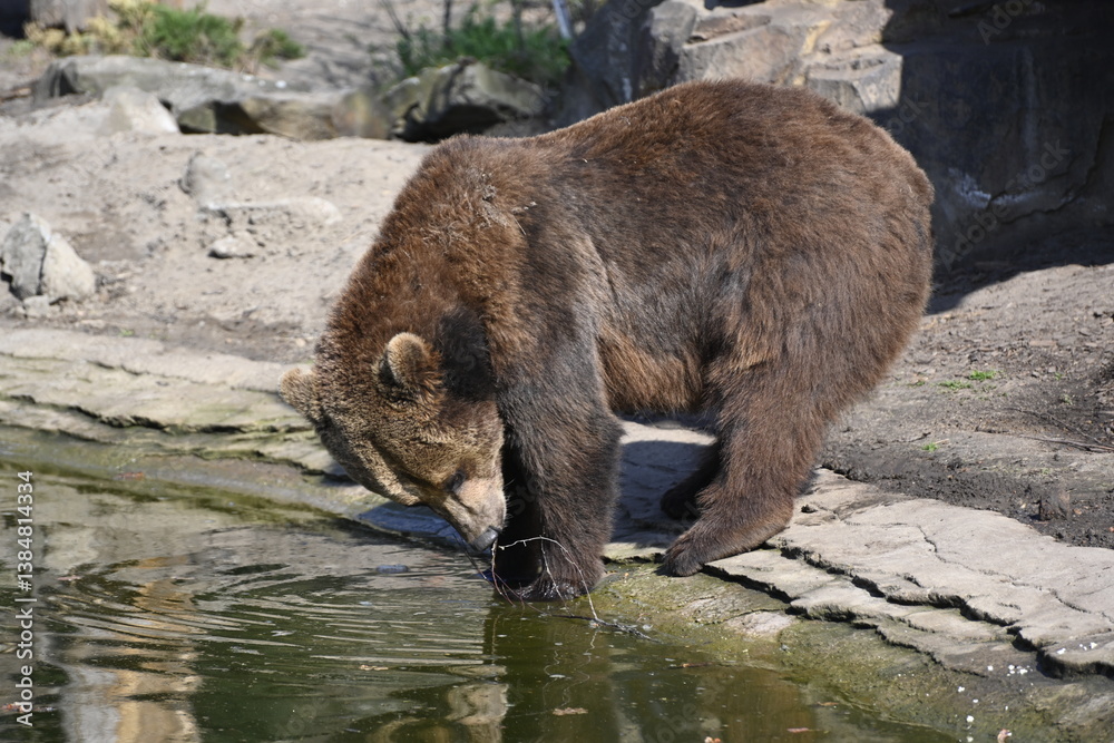 Obraz premium A brown bear looks the little river