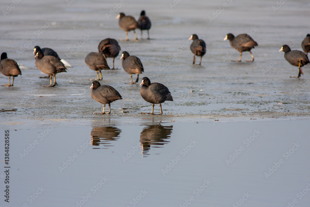waterfowl resting in the water, Eurasian Coot, Fulica atra