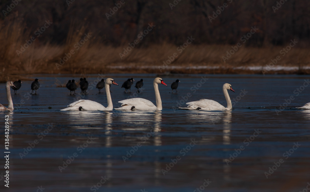 large waterfowl in its natural habitat, Mute Swan, Cygnus olor