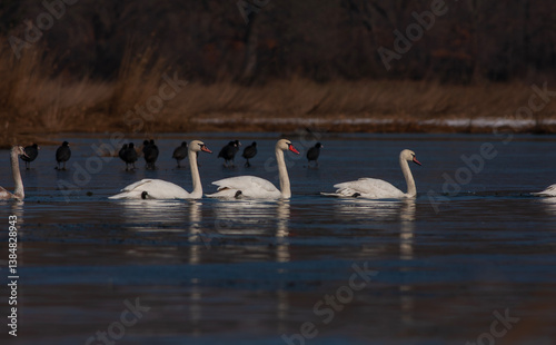 Obraz na płótnie large waterfowl in its natural habitat, Mute Swan, Cygnus olor w salonie