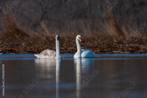 Obraz na płótnie large waterfowl in its natural habitat, Mute Swan, Cygnus olor w salonie