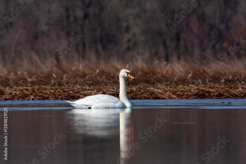 large waterfowl in its natural habitat, Mute Swan, Cygnus olor