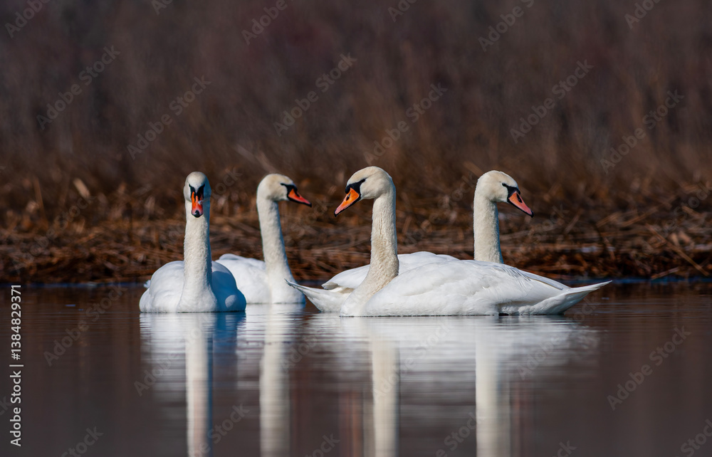 large waterfowl in its natural habitat, Mute Swan, Cygnus olor