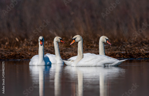 Obraz na płótnie large waterfowl in its natural habitat, Mute Swan, Cygnus olor w salonie