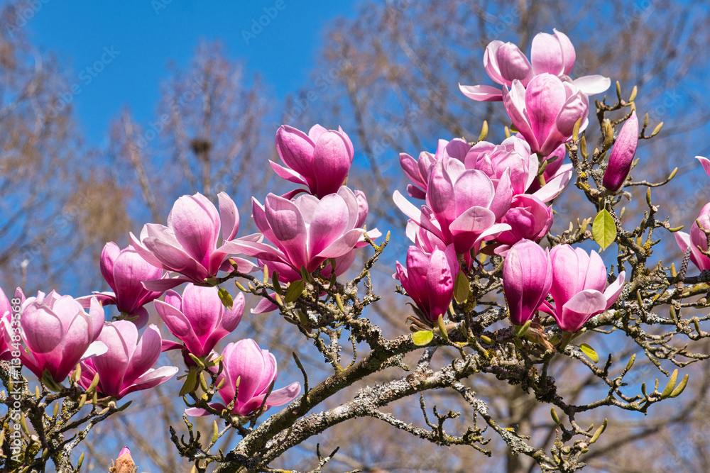 Magnolienblüte