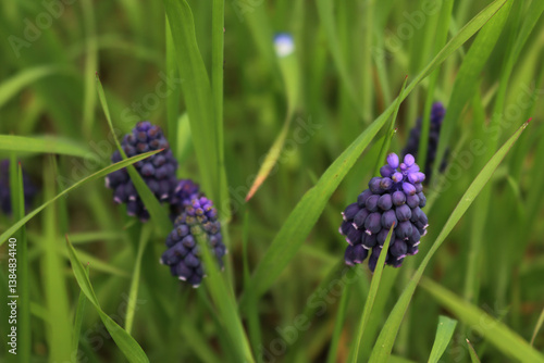 Blue  muscari flowers in the grass on springtime. Armenian grape hyacinth