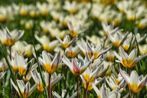 Tulpen in der Wiese