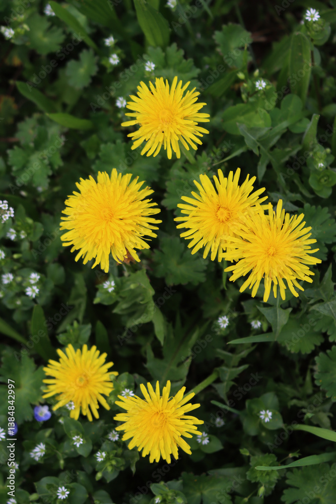 Dandelion plants with yellow flowers in the meadow. Taraxacum officinalis Dandelion plants with yellow flowers in the meadow. Taraxacum officinalis