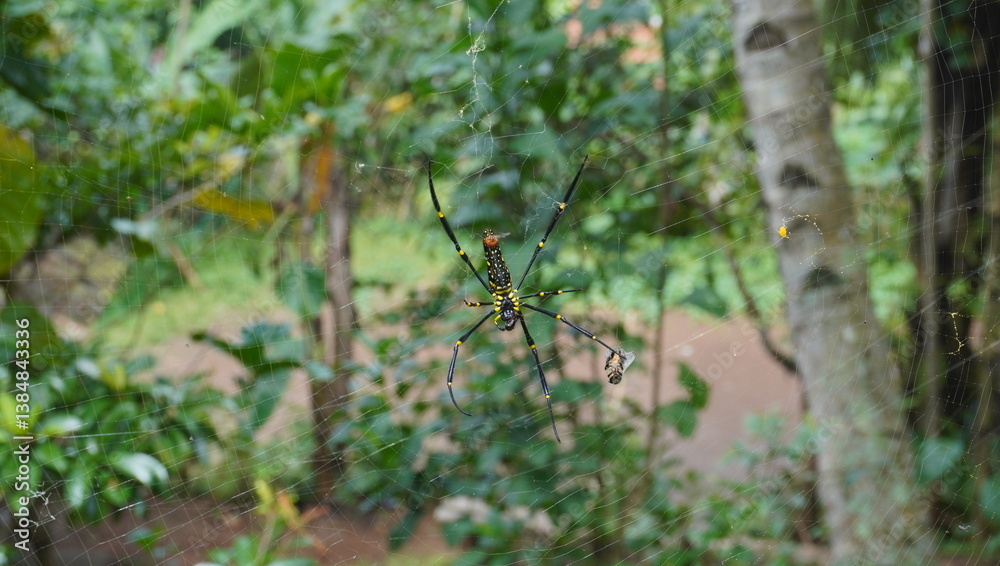 spider on the grass spider on the grass