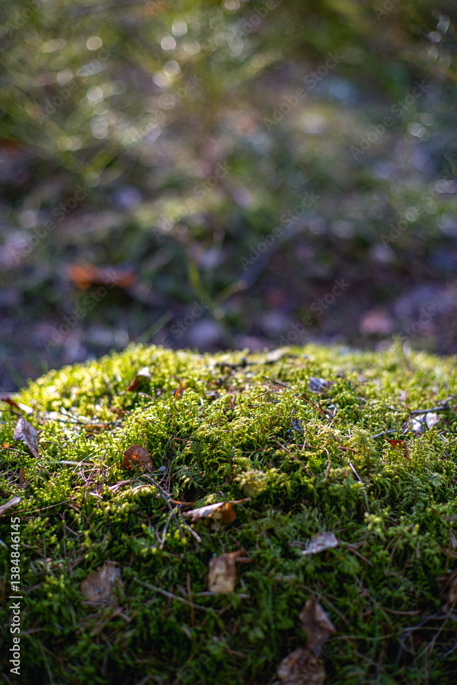 Φωτογραφία rock in a forest covered in moss