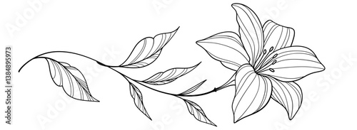 Flower outline on transparent background vector. floral, flowers, leaves, foliage, branches in hand drawn. Floral element design