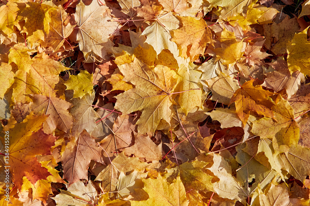 Yellow Autumn background or texture. Bright maple leaves as backdrop and texture Yellow Autumn background or texture. Bright maple leaves as backdrop and texture