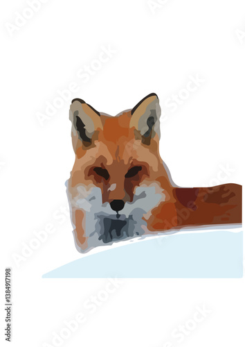 Foxes are small to medium-sized mammals belonging to the Canidae family, which also includes dogs, wolves, and coyotes. They are characterized by their elongated snouts, upright ears, and bushy tails.