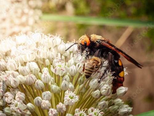 A large hornet and a honey bee gathering pollen from the same white flower in sunlight.