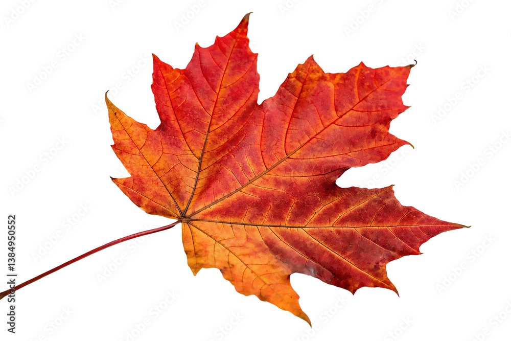 Vibrant autumn maple leaf with orange and red hues. Vibrant autumn maple leaf with orange and red hues.