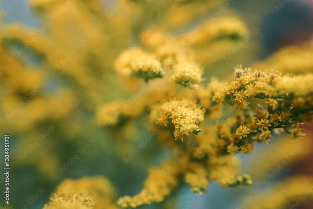 Close-up of a blooming goldenrod plant with tiny yellow flowers on green stems. Soft natural background in green and blue tones with beautiful bokeh, evoking a calm late summer or autumn mood Close-up of a blooming goldenrod plant with tiny yellow flowers on green stems. Soft natural background in green and blue tones with beautiful bokeh, evoking a calm late summer or autumn mood