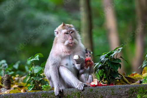 Photography Monkeys eating fruit, image shows Balinese long-tailed monkey or Macaca Fascicul