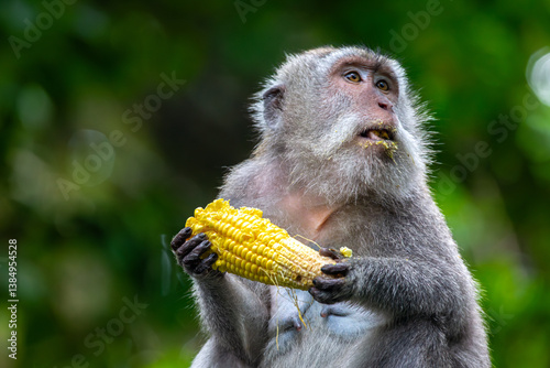 Balinese long tailed monkey or Macaca Fascicularis can be seen holding and eating a corn on the cob in the monkey forest in Ubud 