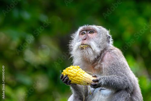 Photography Balinese long tailed monkey or Macaca Fascicularis can be seen holding and eatin