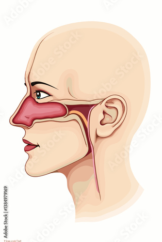 Striking Vector Illustration of Human Head Cross-Section Displaying Nasal Anatomy - Perfect for Educational Materials on Sinus, Septum, Respiratory System, and Otolaryngology