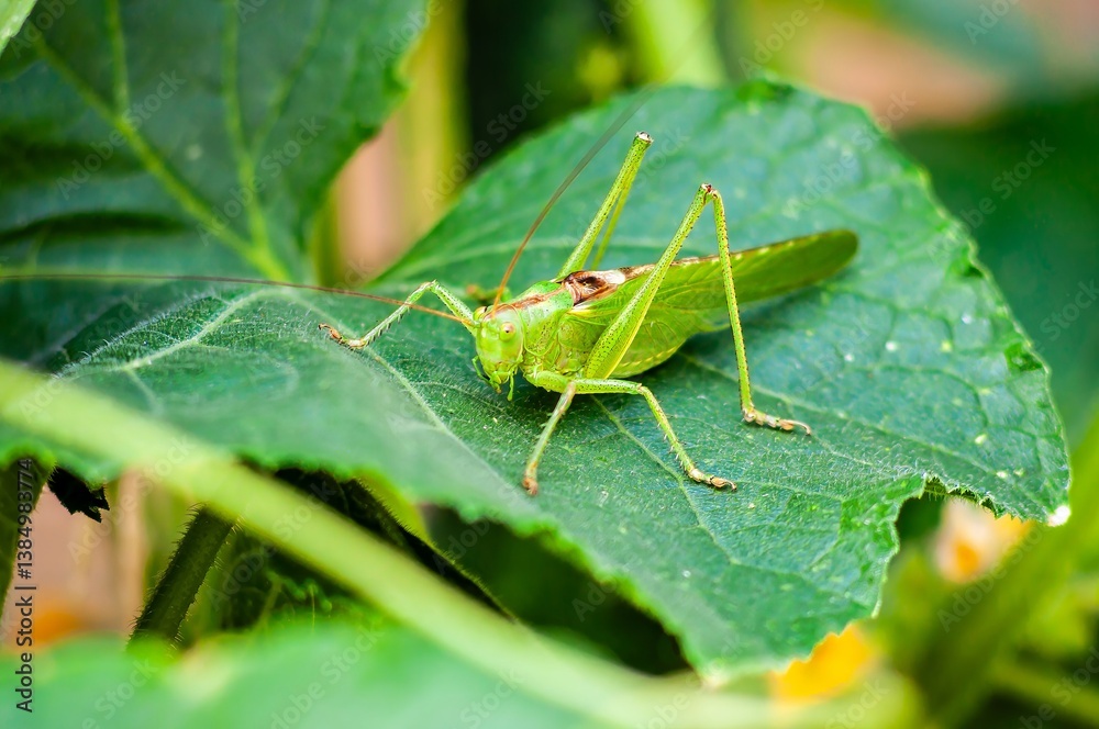 A vibrant green grasshopper rests peacefully on a lush leaf in a natural outdoor setting.