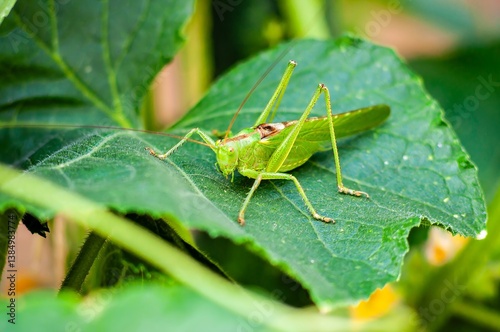 Obraz na płótnie A vibrant green grasshopper rests peacefully on a lush leaf in a natural outdoor setting. w salonie