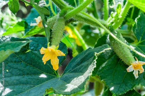 A young cucumber with a vibrant yellow flower is growing in the vegetable garden, a close-up shot.