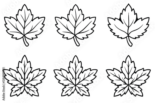 Chrysanthemum Leaf Line Art Simple Drawing for Floral Artwork Design 
