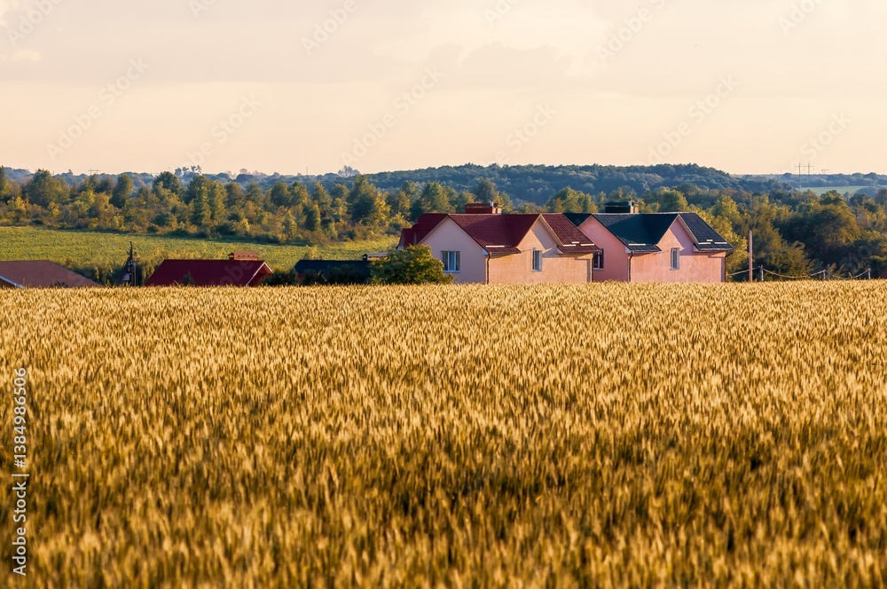 Golden wheat field stretches towards houses under warm sunlight, creating a tranquil rural scene.