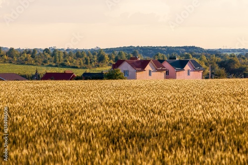 Obraz na płótnie Golden wheat field stretches towards houses under warm sunlight, creating a tranquil rural scene. w salonie