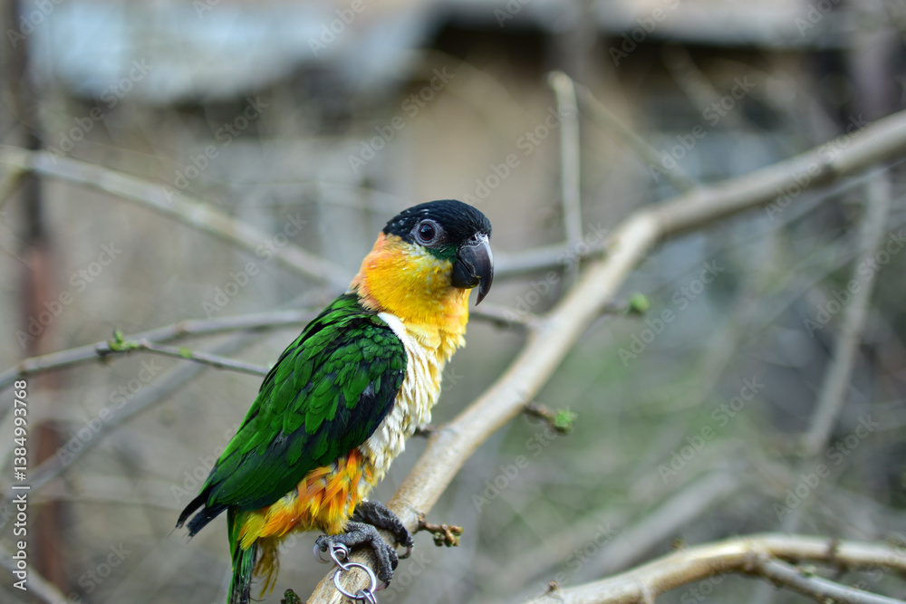 Obraz premium Parrot caique named Bro