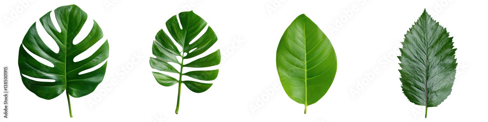 Obraz premium Four distinct green leaves showcasing various shapes and textures, providing an organic visual appeal.