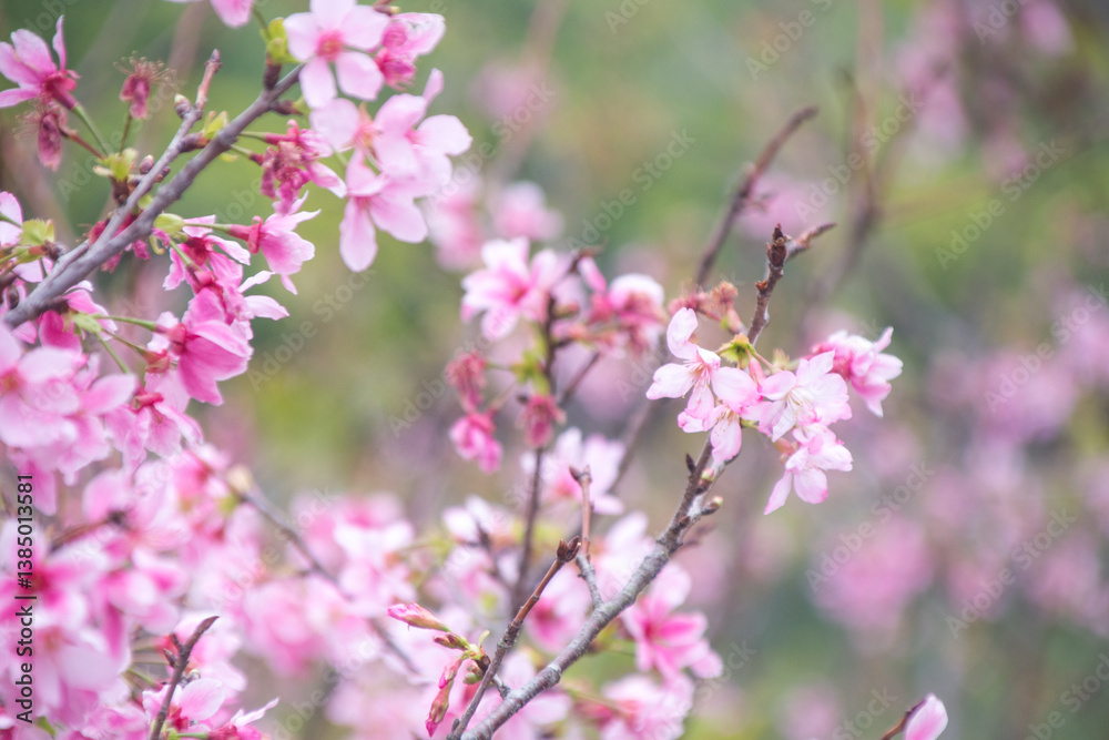 Fototapeta premium Pink cherry blossoms in spring