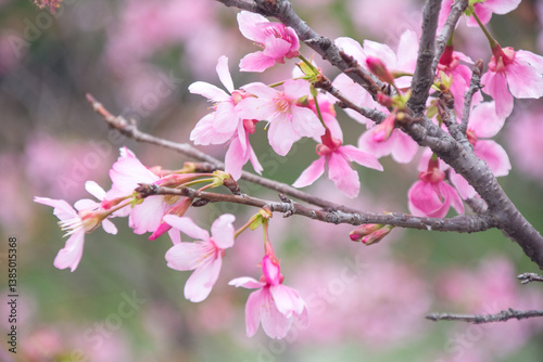 Pink cherry blossoms in spring