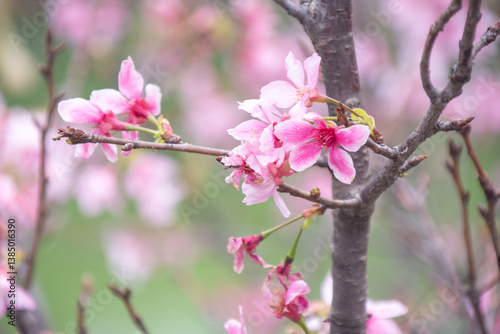 Pink cherry blossoms in spring