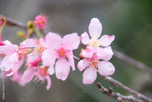 Pink cherry blossoms in spring