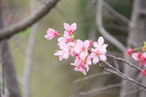 Pink cherry blossoms in spring