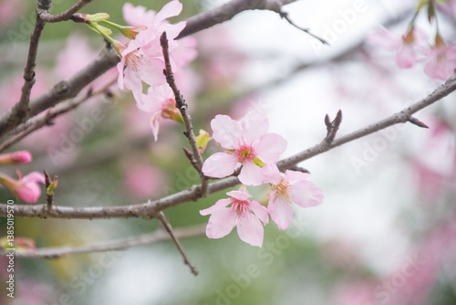 Pink cherry blossoms in spring