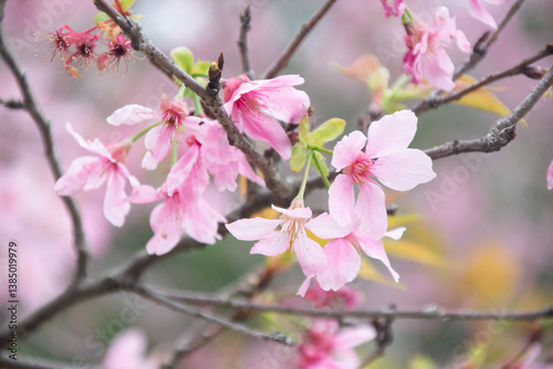 Pink cherry blossoms in spring