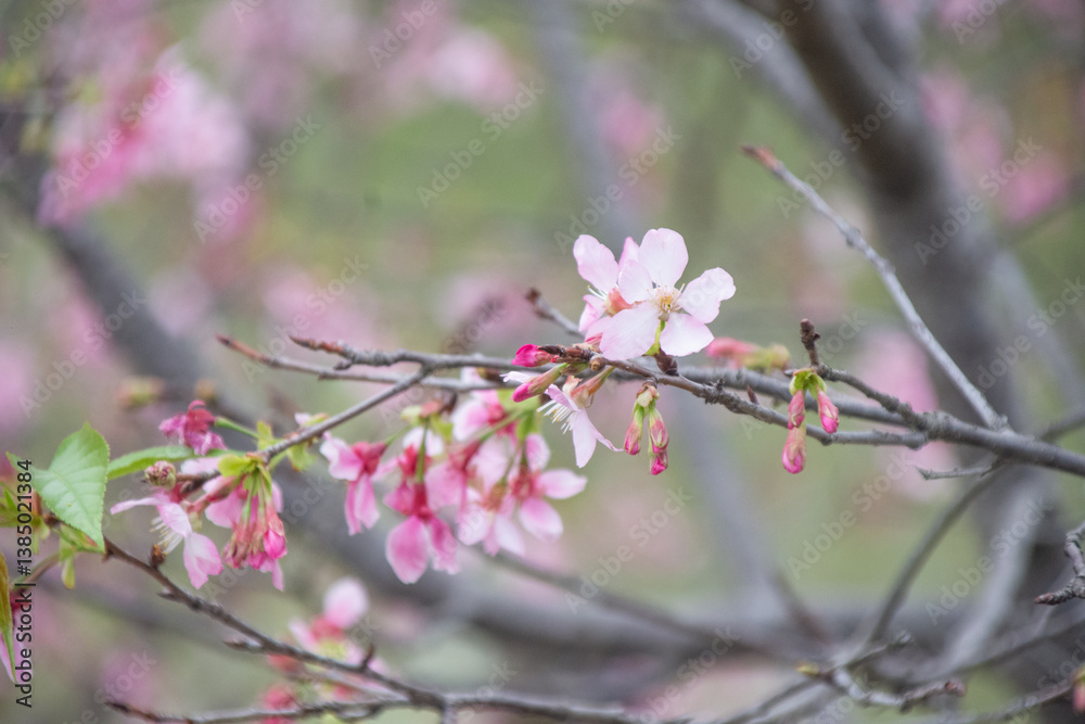 Obraz premium Pink cherry blossoms in spring