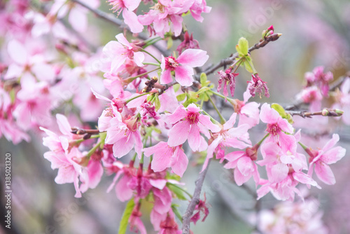 Pink cherry blossoms in spring