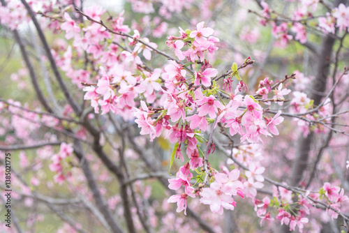 Pink cherry blossoms in spring