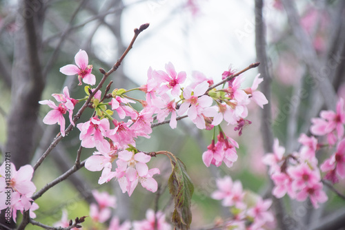 Pink cherry blossoms in spring