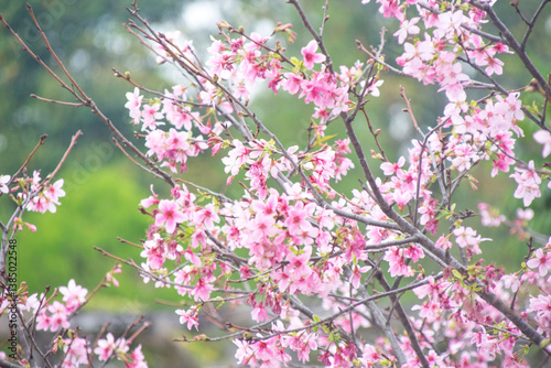 Pink cherry blossoms in spring