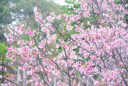 Pink cherry blossoms in spring