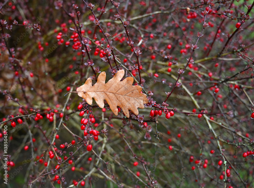 Bright red berries contrast with a single dried leaf on a bush during autumn in a serene garden setting