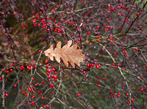 Obraz na płótnie Bright red berries contrast with a single dried leaf on a bush during autumn in a serene garden setting w salonie