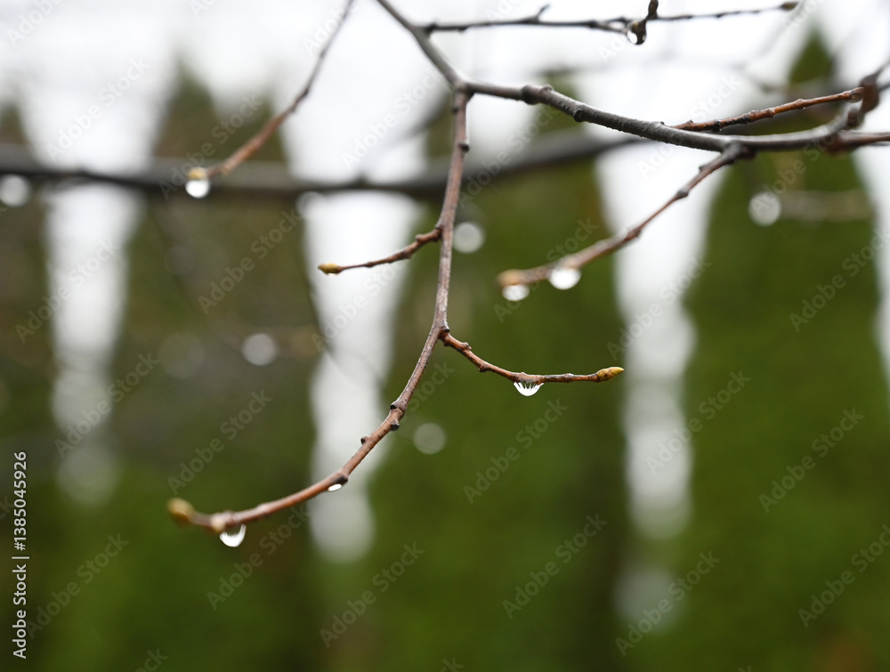 Raindrops cling to delicate branches in a serene outdoor setting on a cloudy day
