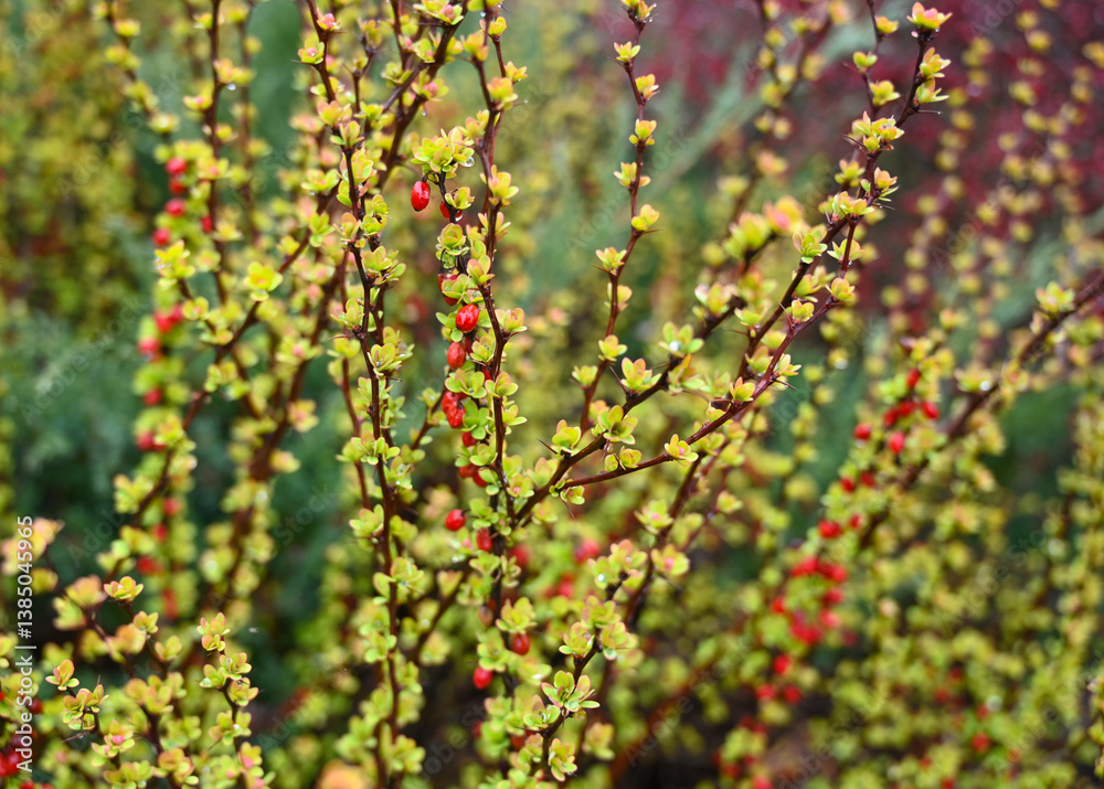 Colorful spring branches showcasing vibrant red and green buds in a botanical garden
