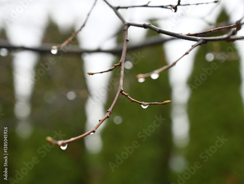 Obraz na płótnie Raindrops cling to delicate branches in a serene outdoor setting on a cloudy day w salonie